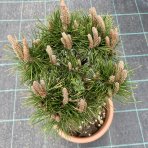 Borovica horská (Pinus mugo) ‘BREPO’ - výška 30-40 cm ⌀ 30-40 cm, kont. C7L 